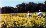 Canola Field courtesy of the Carman and Community Development Corp Web Site