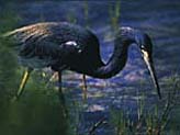 Heron in Everglades